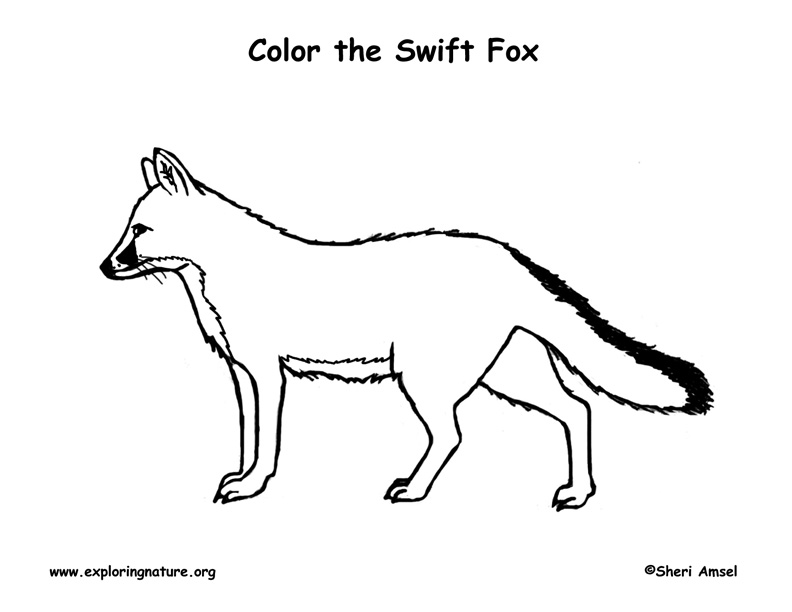 Swift Fox coloring #18, Download drawings