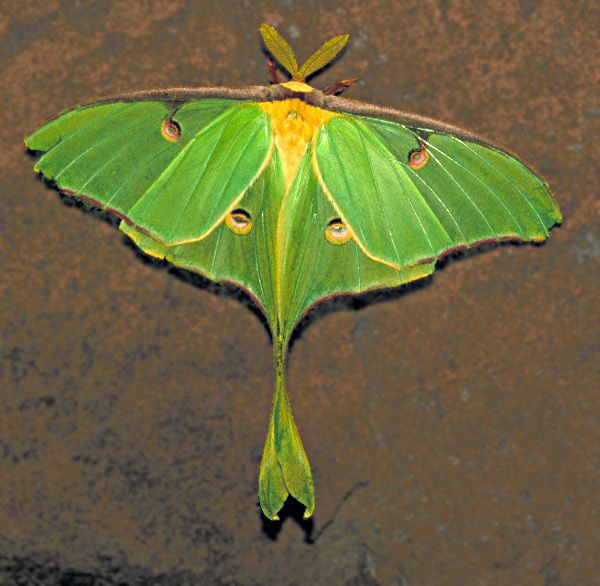 Swift Moth coloring #8, Download drawings