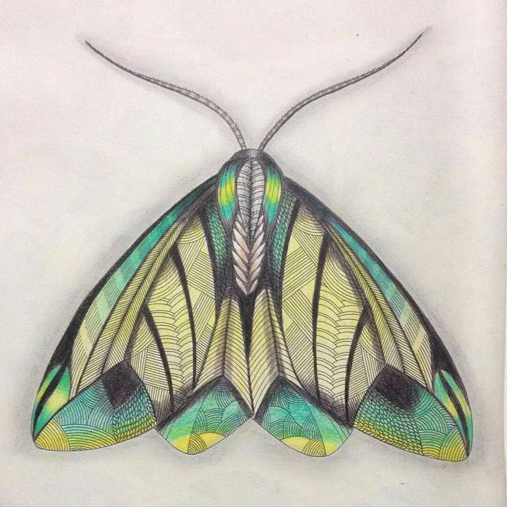 Swift Moth coloring #5, Download drawings