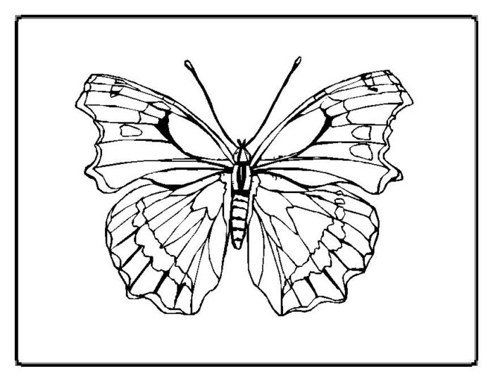 Swift Moth coloring #18, Download drawings