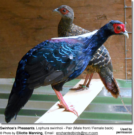Swinhoe's Pheasant coloring #12, Download drawings