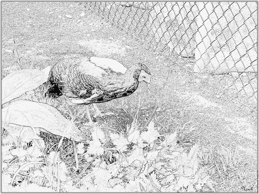 Swinhoe's Pheasant coloring #18, Download drawings