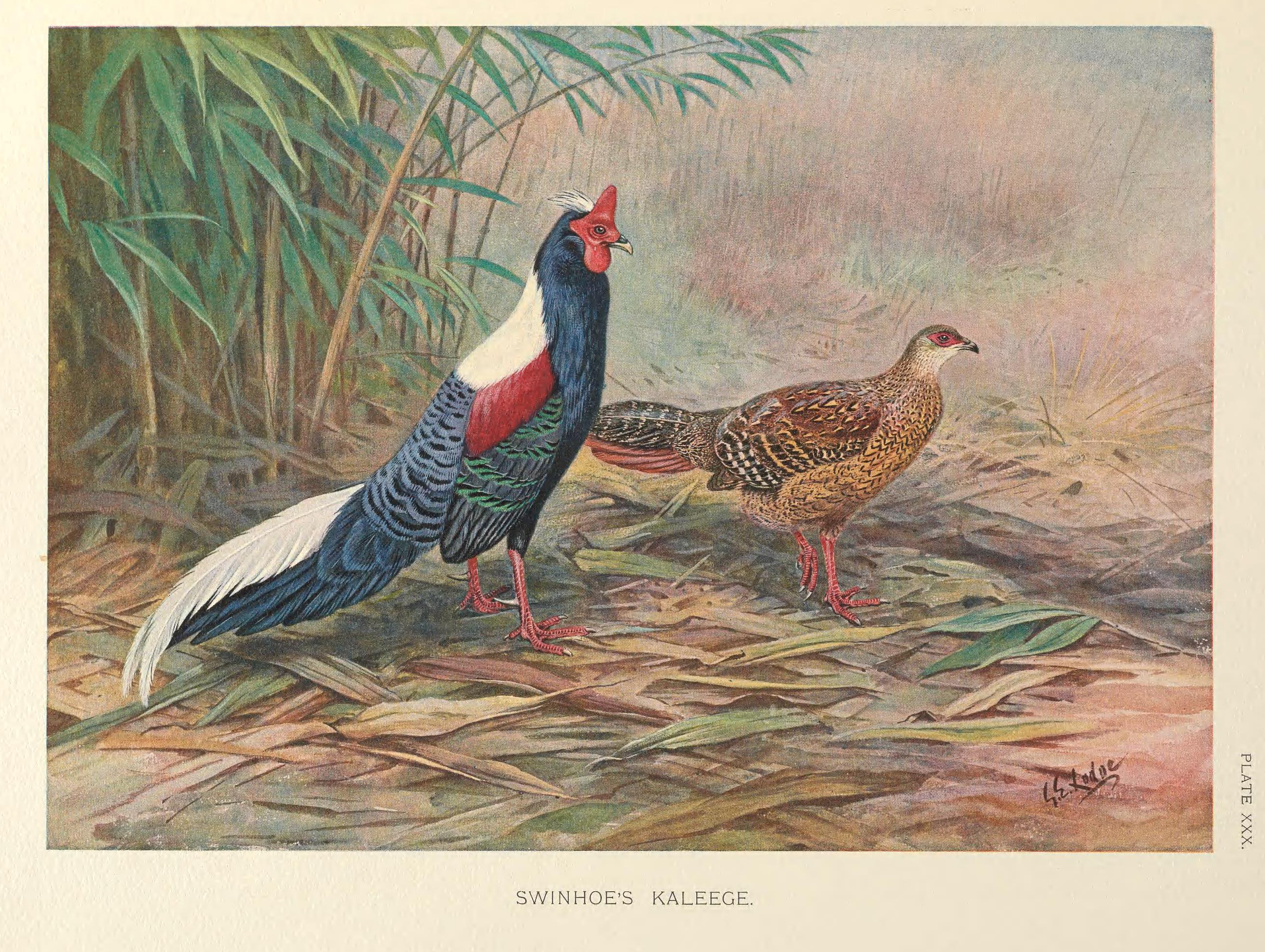 Swinhoe's Pheasant svg #3, Download drawings