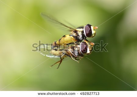 Syrphid Flies clipart #7, Download drawings