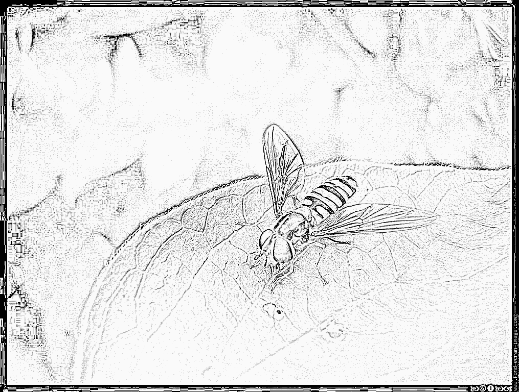 Syrphid Flies coloring #19, Download drawings