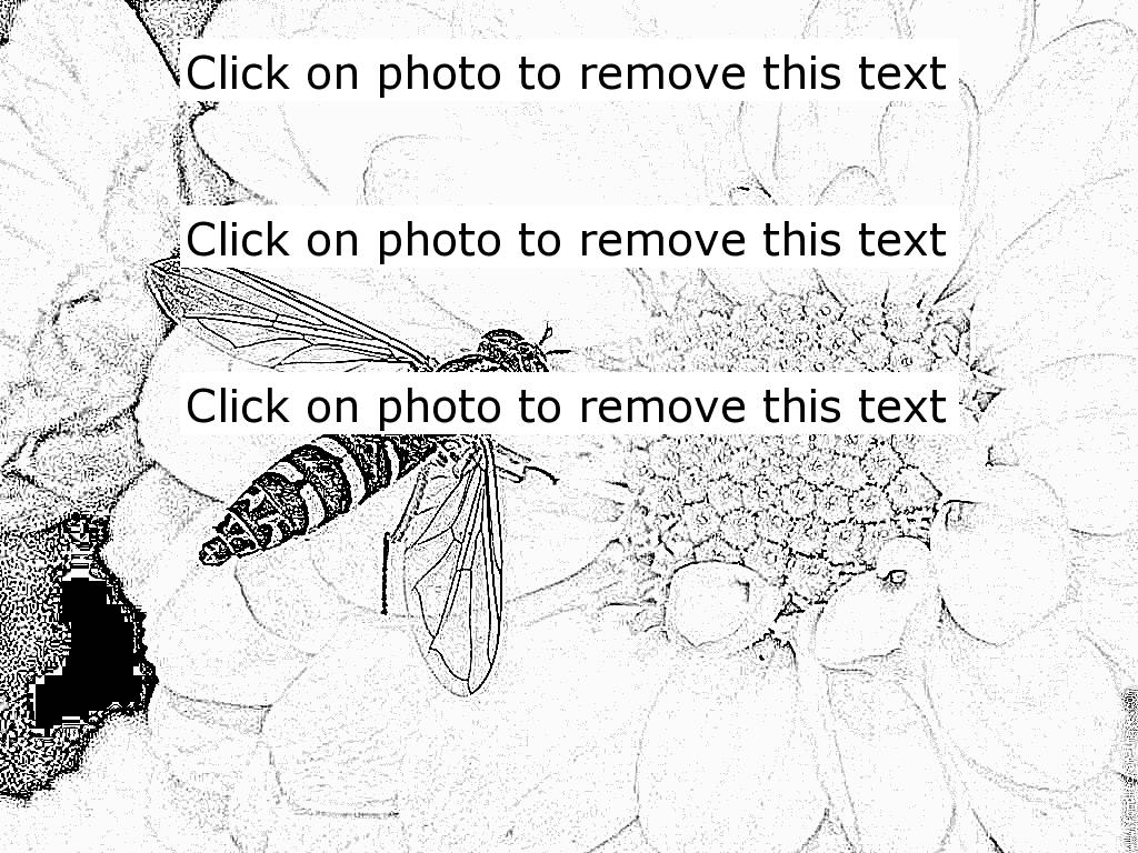 Syrphid Flies coloring #10, Download drawings