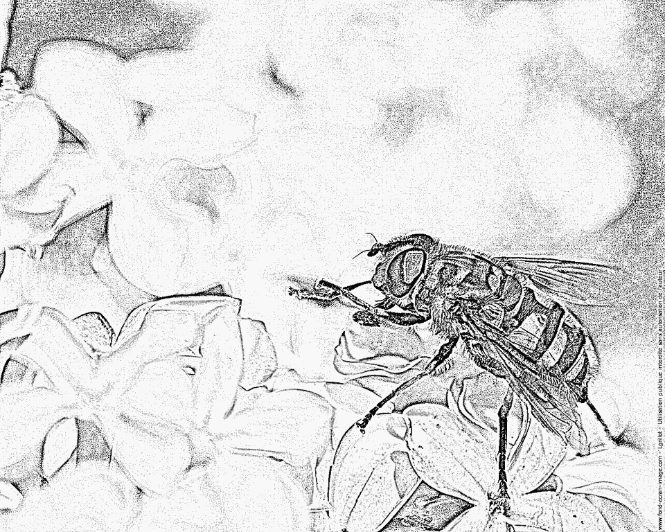 Syrphid Flies coloring #18, Download drawings