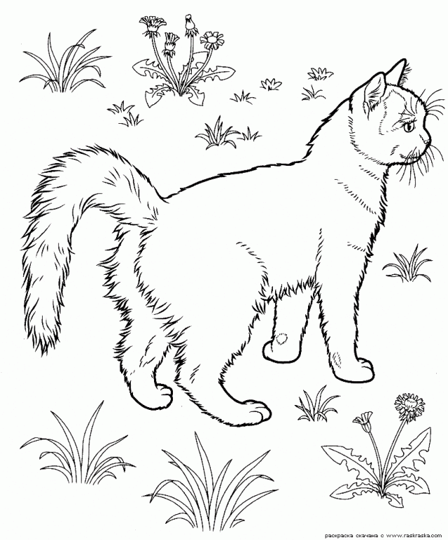 Tabby Cat coloring #9, Download drawings