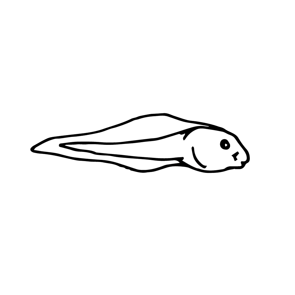 Tadpole clipart #11, Download drawings