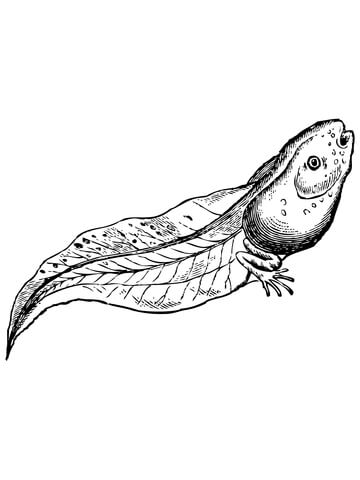 Tadpole coloring #9, Download drawings