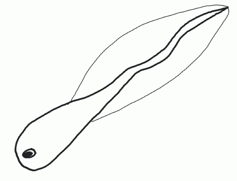 Tadpole coloring #4, Download drawings