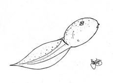 Tadpole coloring #8, Download drawings