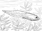 Tadpole coloring #5, Download drawings