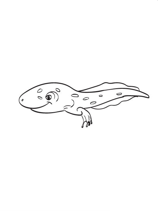 Tadpole coloring #6, Download drawings