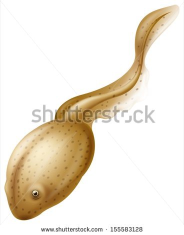 Tadpole svg #8, Download drawings