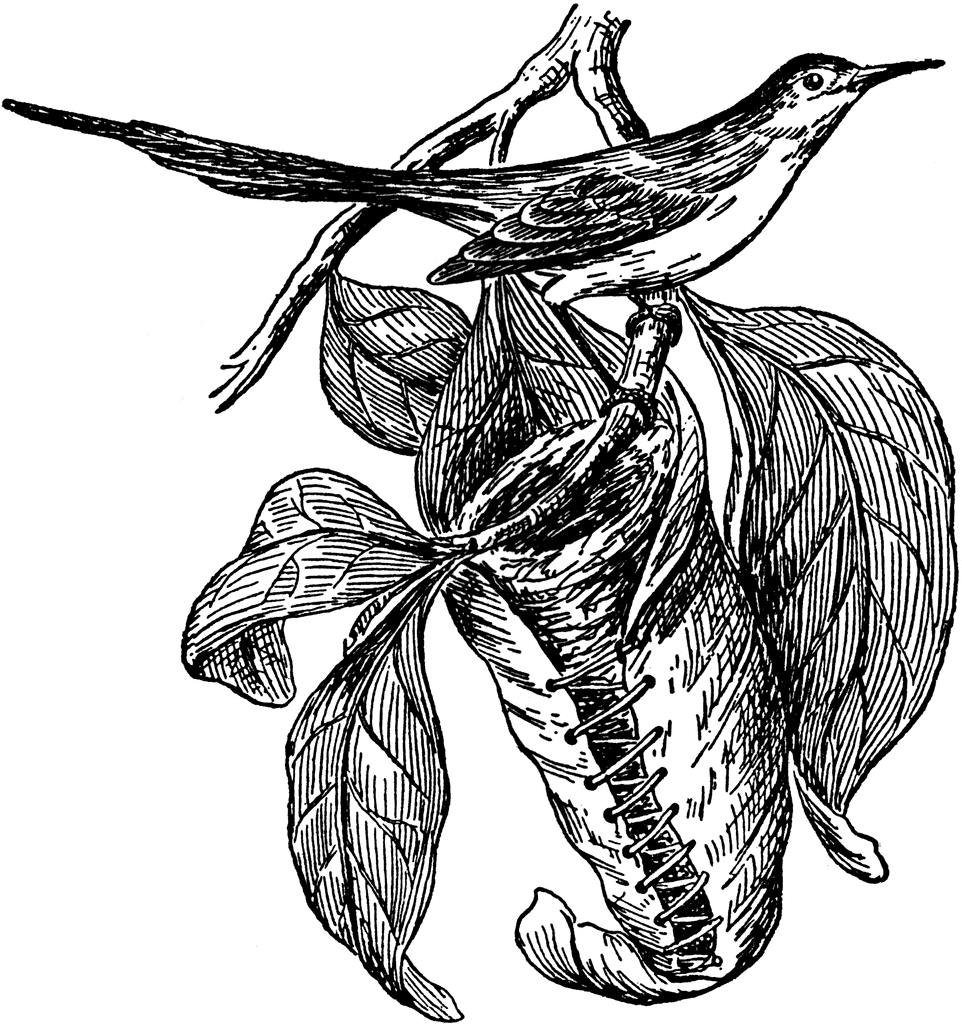 Tailorbird clipart #6, Download drawings
