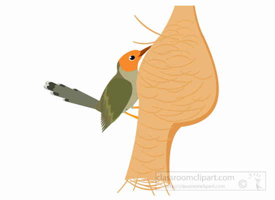 Tailorbird clipart #1, Download drawings