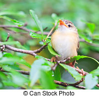 Tailorbird clipart #2, Download drawings