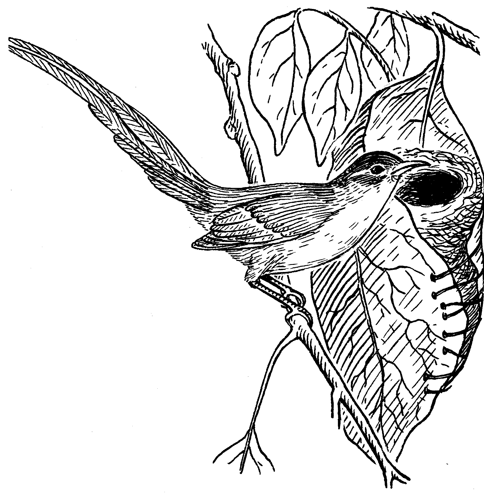 Tailorbird coloring #18, Download drawings