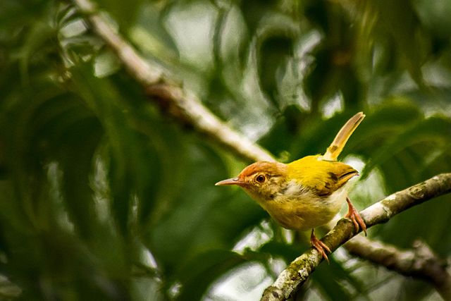 Tailorbird svg #17, Download drawings