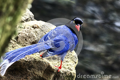 Taiwan Blue Magpie clipart #5, Download drawings