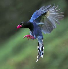 Taiwan Blue Magpie clipart #5, Download drawings