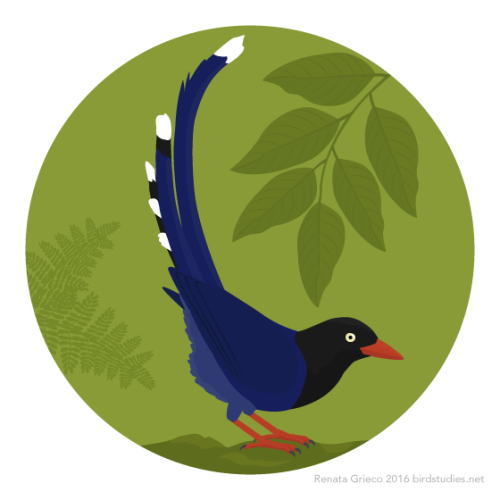 Taiwan Blue Magpie clipart #1, Download drawings