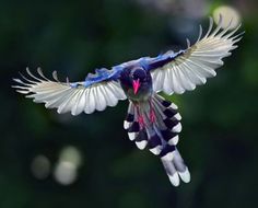 Taiwan Blue Magpie coloring #12, Download drawings