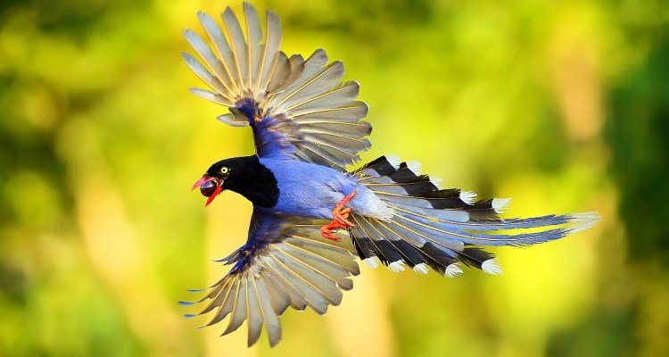 Taiwan Blue Magpie coloring #1, Download drawings