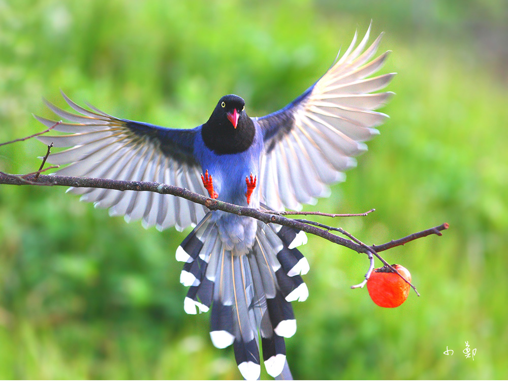 Taiwan Blue Magpie coloring #7, Download drawings