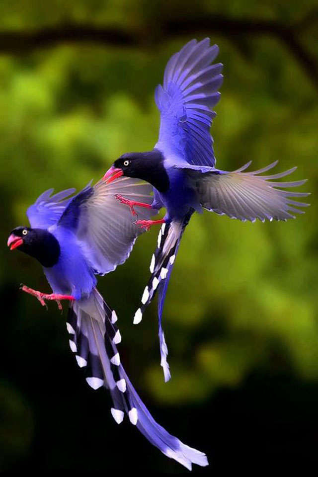 Taiwan Blue Magpie coloring #10, Download drawings