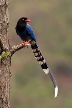 Taiwan Blue Magpie coloring #19, Download drawings