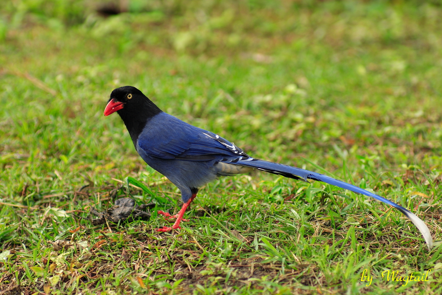 Taiwan Blue Magpie svg #18, Download drawings