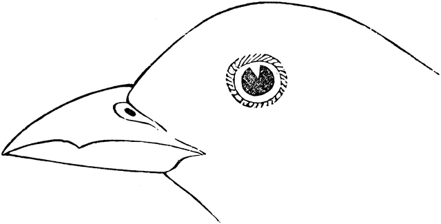 Tanager clipart #4, Download drawings