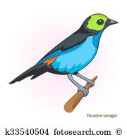 Tanager clipart #14, Download drawings