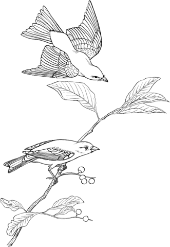 Tanager coloring #16, Download drawings