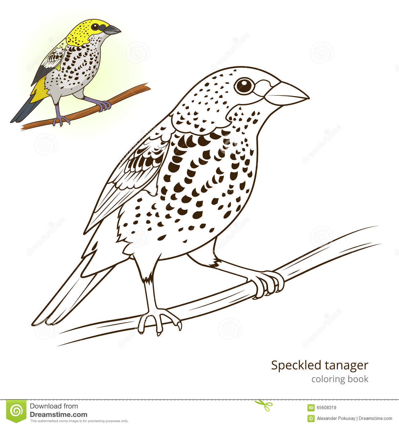 Tanager coloring #11, Download drawings