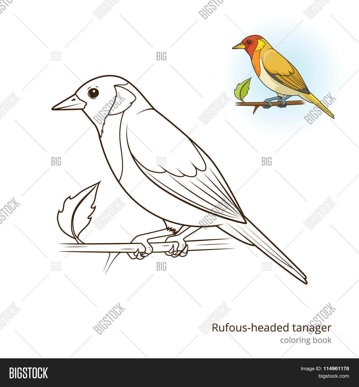 Tanager coloring #2, Download drawings