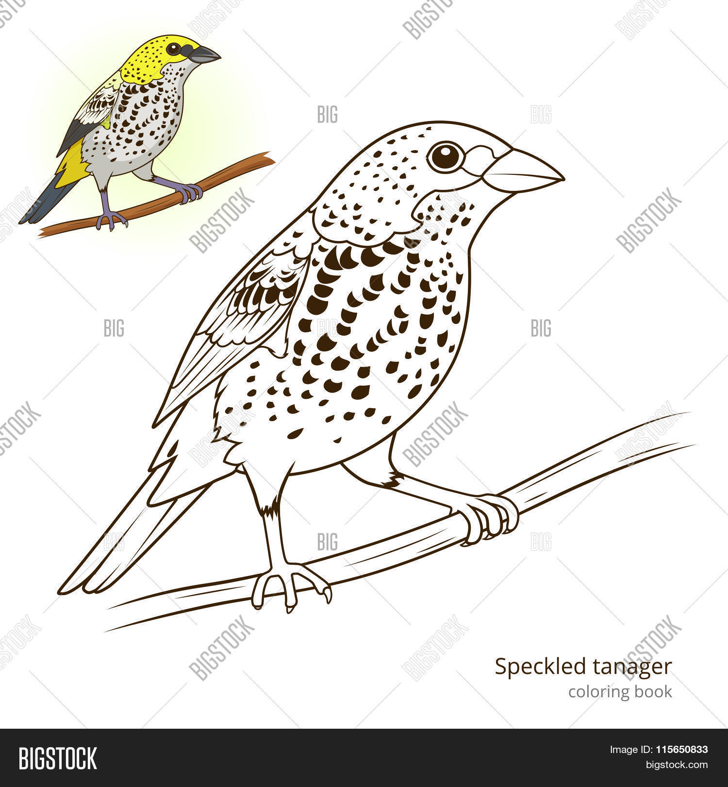Tanager coloring #4, Download drawings