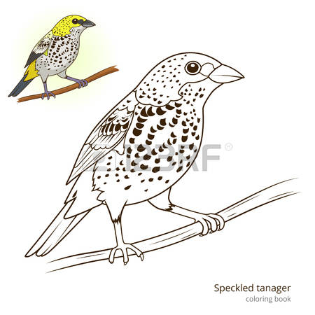 Tanager coloring #7, Download drawings