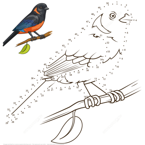 Tanager coloring #6, Download drawings