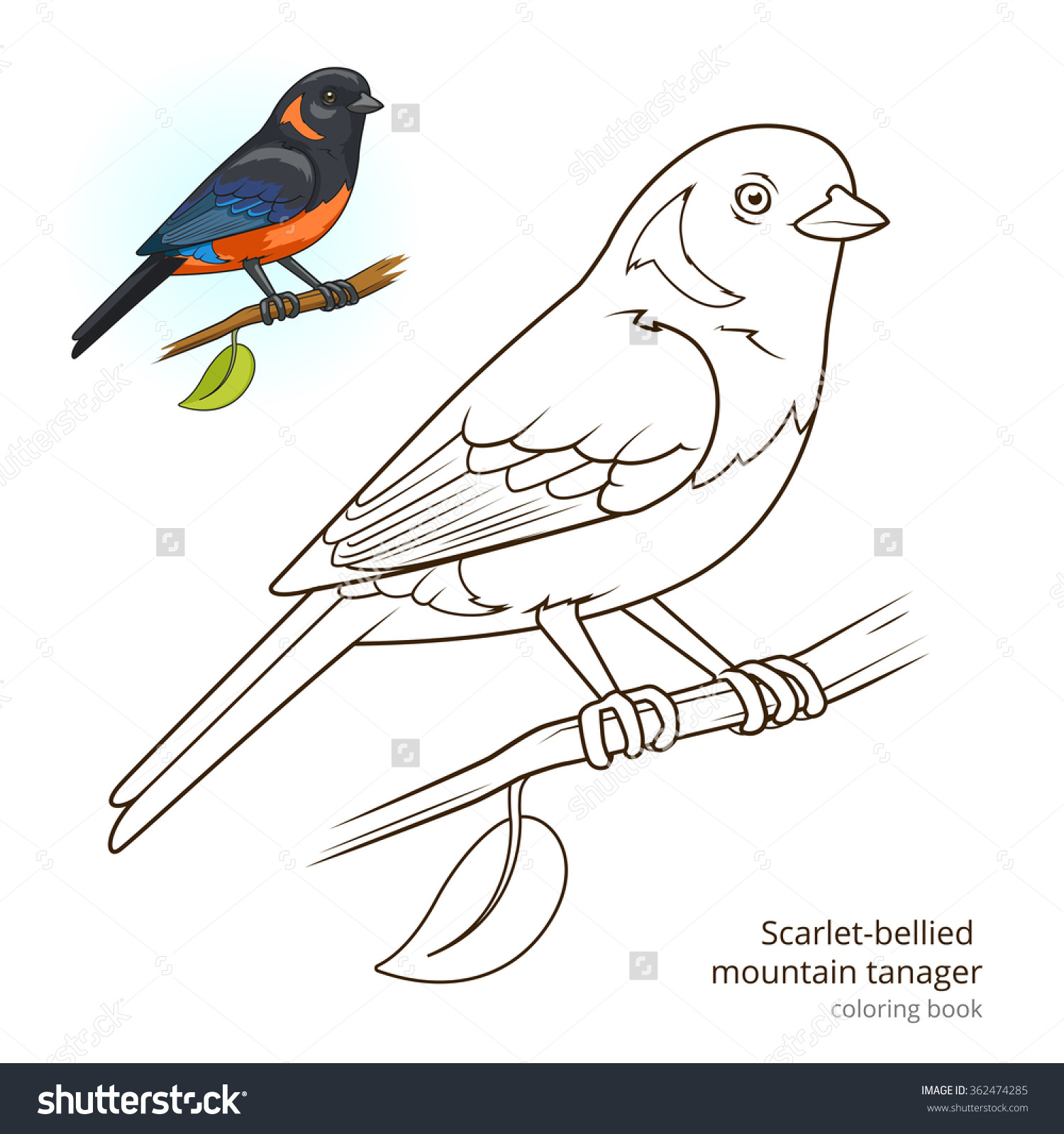 Tanager coloring #5, Download drawings