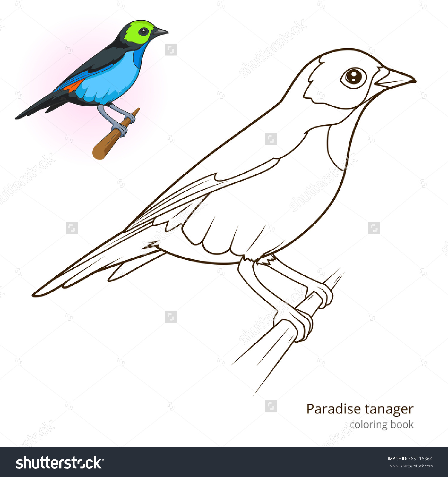 Tanager coloring #12, Download drawings