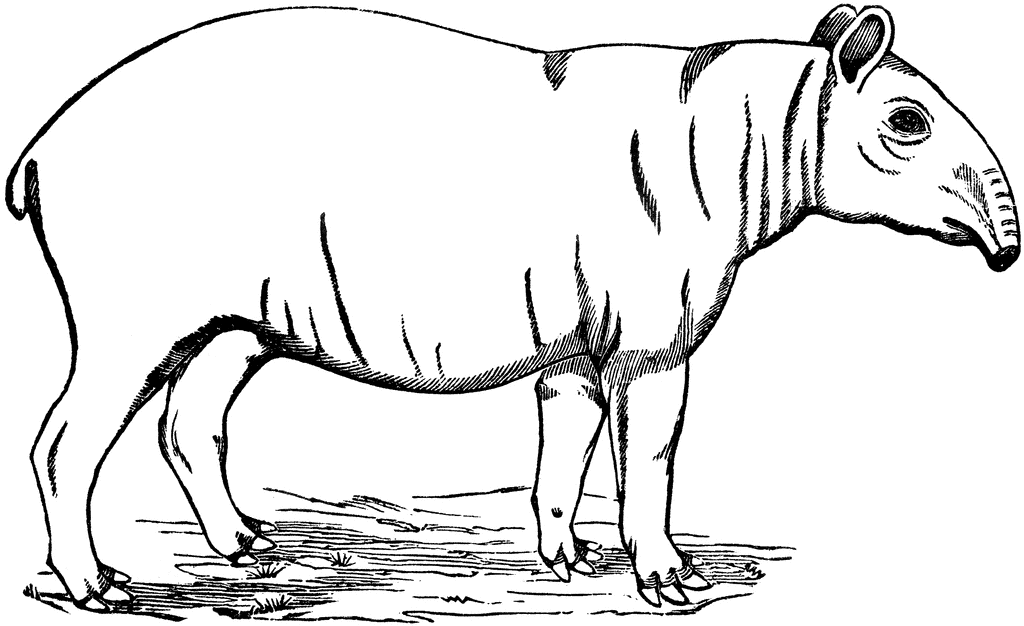 Tapir clipart #10, Download drawings