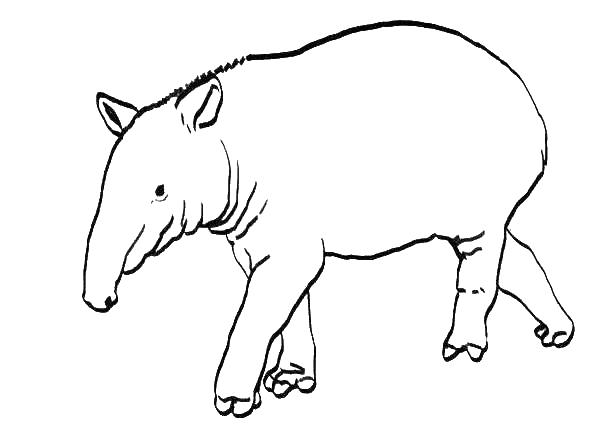 Tapir coloring #19, Download drawings