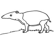 Tapir coloring #17, Download drawings