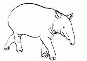 Tapir coloring #12, Download drawings