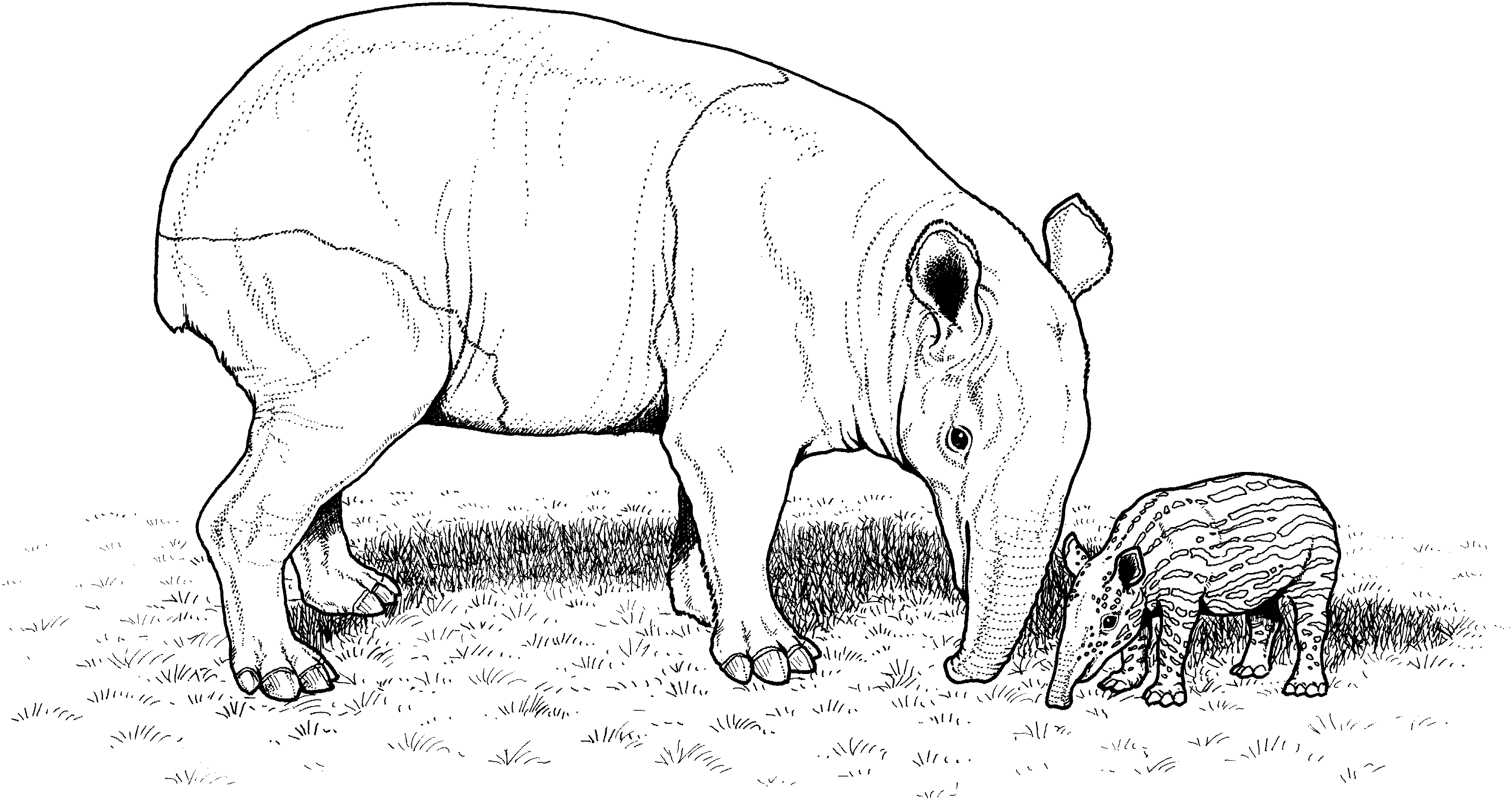 Tapir coloring #15, Download drawings