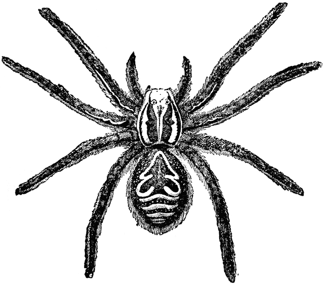 Tarantula clipart #7, Download drawings