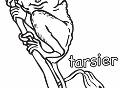 Tarsier coloring #9, Download drawings
